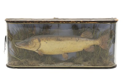 Lot 110 - Taxidermy: A large pike