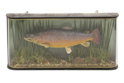 Lot 272 - Taxidermy: A large brown trout