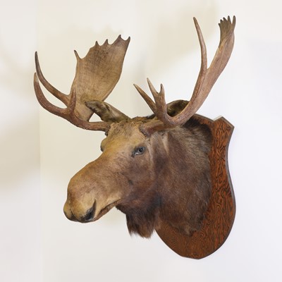 Lot 106 - Taxidermy: Canadian moose