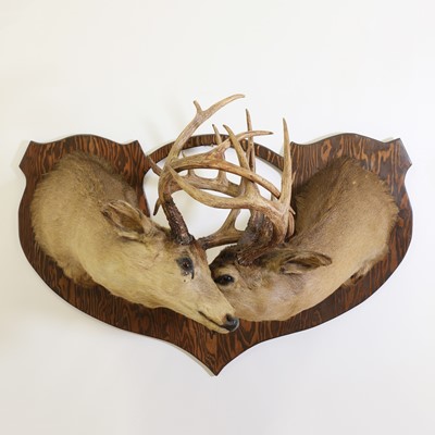 Lot 118 - Taxidermy: Two Canadian white-tailed deer