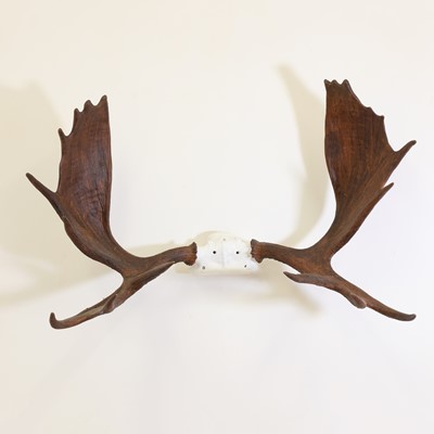 Lot 103 - Taxidermy: Canadian moose