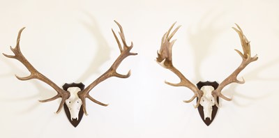 Lot 104 - Taxidermy: Two sets of red deer antlers