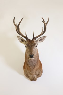 Lot 105 - Taxidermy: Red deer