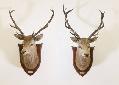 Lot 107 - Taxidermy: Two red deer neck mounts on oak shields