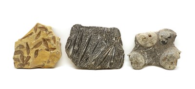 Lot 179 - A group of three fossil formations