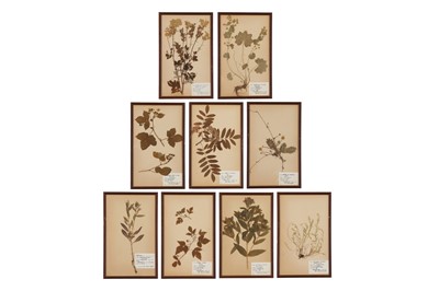 Lot 415 - A set of nine pressed-flower pictures