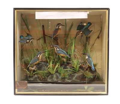 Lot 181 - Taxidermy: A diorama of six Kingfishers