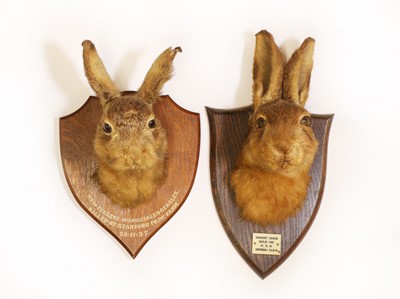 Lot 188 - Taxidermy: A brown hare