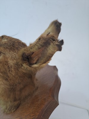 Lot 188 - Taxidermy: A brown hare