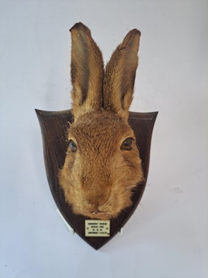 Lot 188 - Taxidermy: A brown hare