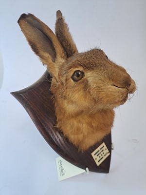 Lot 188 - Taxidermy: A brown hare