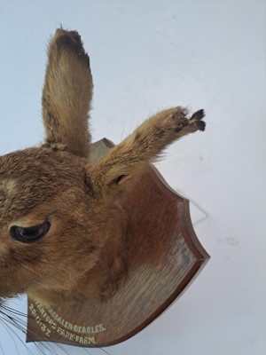 Lot 188 - Taxidermy: A brown hare