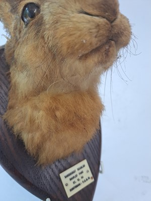 Lot 188 - Taxidermy: A brown hare