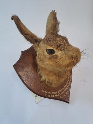 Lot 188 - Taxidermy: A brown hare