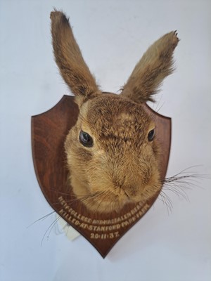 Lot 188 - Taxidermy: A brown hare