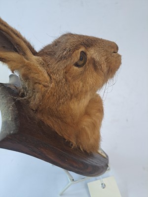 Lot 188 - Taxidermy: A brown hare