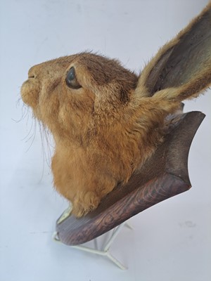 Lot 188 - Taxidermy: A brown hare