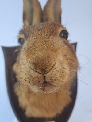 Lot 188 - Taxidermy: A brown hare