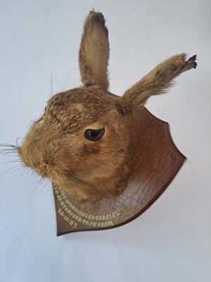 Lot 188 - Taxidermy: A brown hare