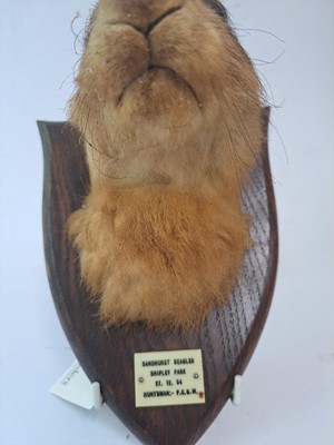 Lot 188 - Taxidermy: A brown hare