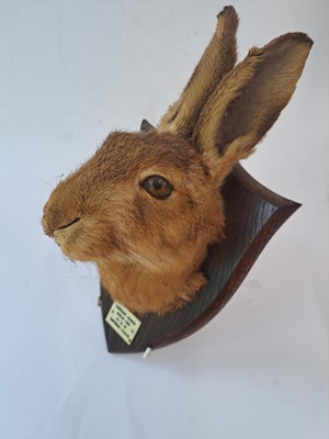 Lot 188 - Taxidermy: A brown hare