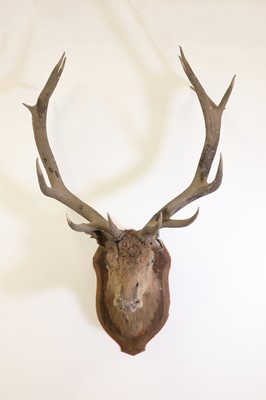 Lot 192 - Taxidermy: A wapiti elk