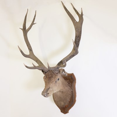 Lot 192 - Taxidermy: A wapiti elk