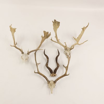 Lot 100 - Three sets of skull-mounted fallow deer antlers