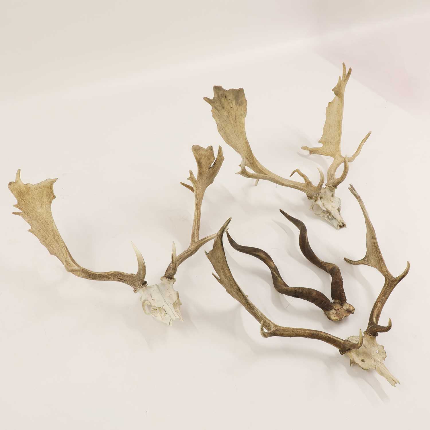 Lot 100 - Three sets of skull-mounted fallow deer