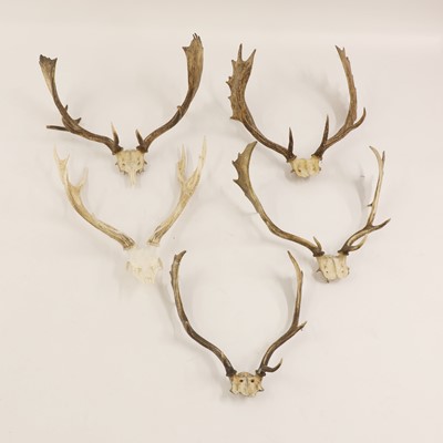Lot 101 - Five pairs of skull-mounted antlers four...
