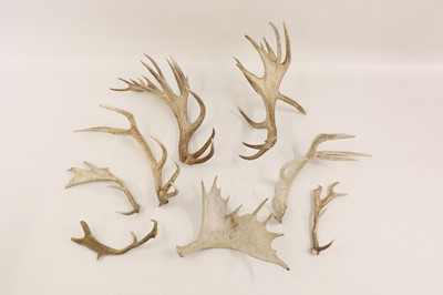 Lot 102 - A collection of loose red deer, fallow deer and elk antlers