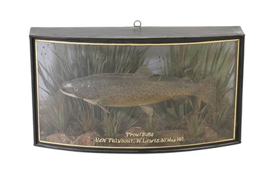 Lot 112 - Taxidermy: Trout, Attributed to W F Homer