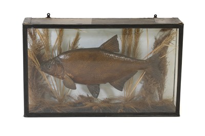 Lot 113 - Taxidermy: A large bream