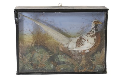 Lot 193 - Taxidermy: A hybrid pheasant