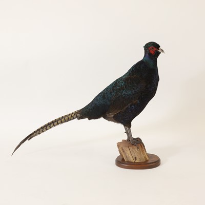 Lot 189 - Taxidermy: A melanistic pheasant