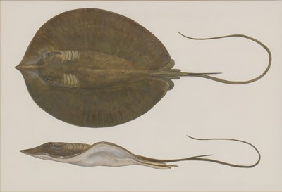 Lot 262 - Phil Coles (contemporary)