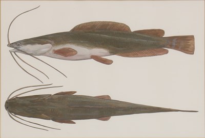 Lot 262 - Phil Coles (contemporary)