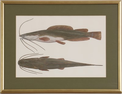 Lot 262 - Phil Coles (contemporary)