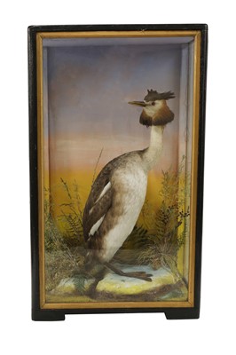 Lot 108 - Taxidermy: A Victorian great-crested grebe