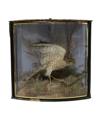 Lot 109 - Taxidermy: A Victorian sparrowhawk
