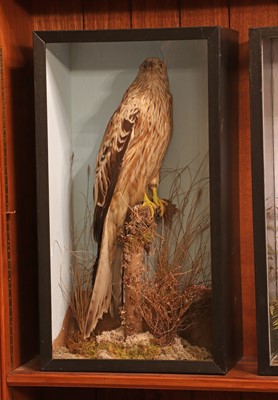 Lot 361 - Taxidermy: red kite (Milvus milvus)