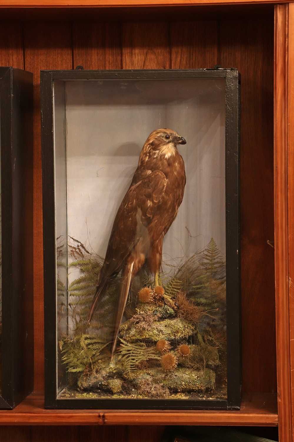 Lot 362 - Taxidermy: Eleonora's falcon (Falco eleonorae)
