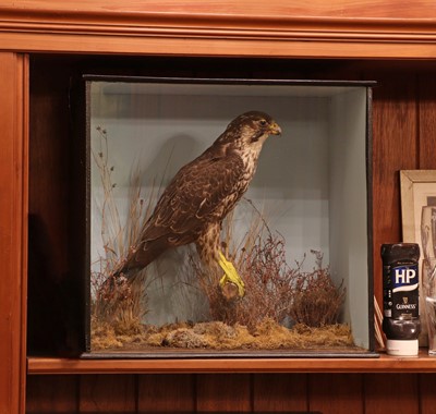 Lot 363 - Taxidermy: peregrine falcon (Falco peregrinus)