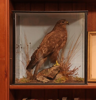 Lot 364 - Taxidermy: buzzard (Buteo buteo)