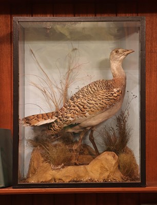 Lot 405 - Taxidermy: great bustard (Otis tarda)