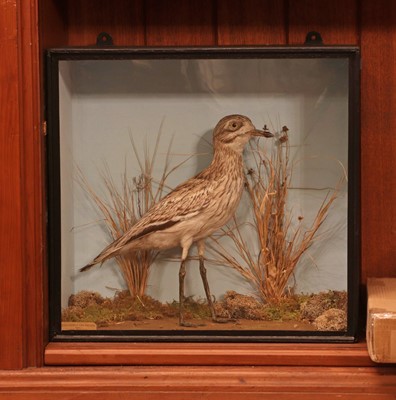 Lot 406 - Taxidermy: stone curlew (Oedicnemus crepitan)