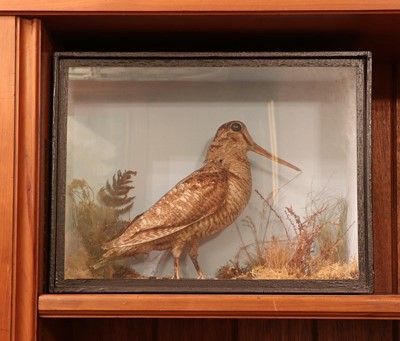 Lot 407 - Taxidermy: woodcock (Scolopax)