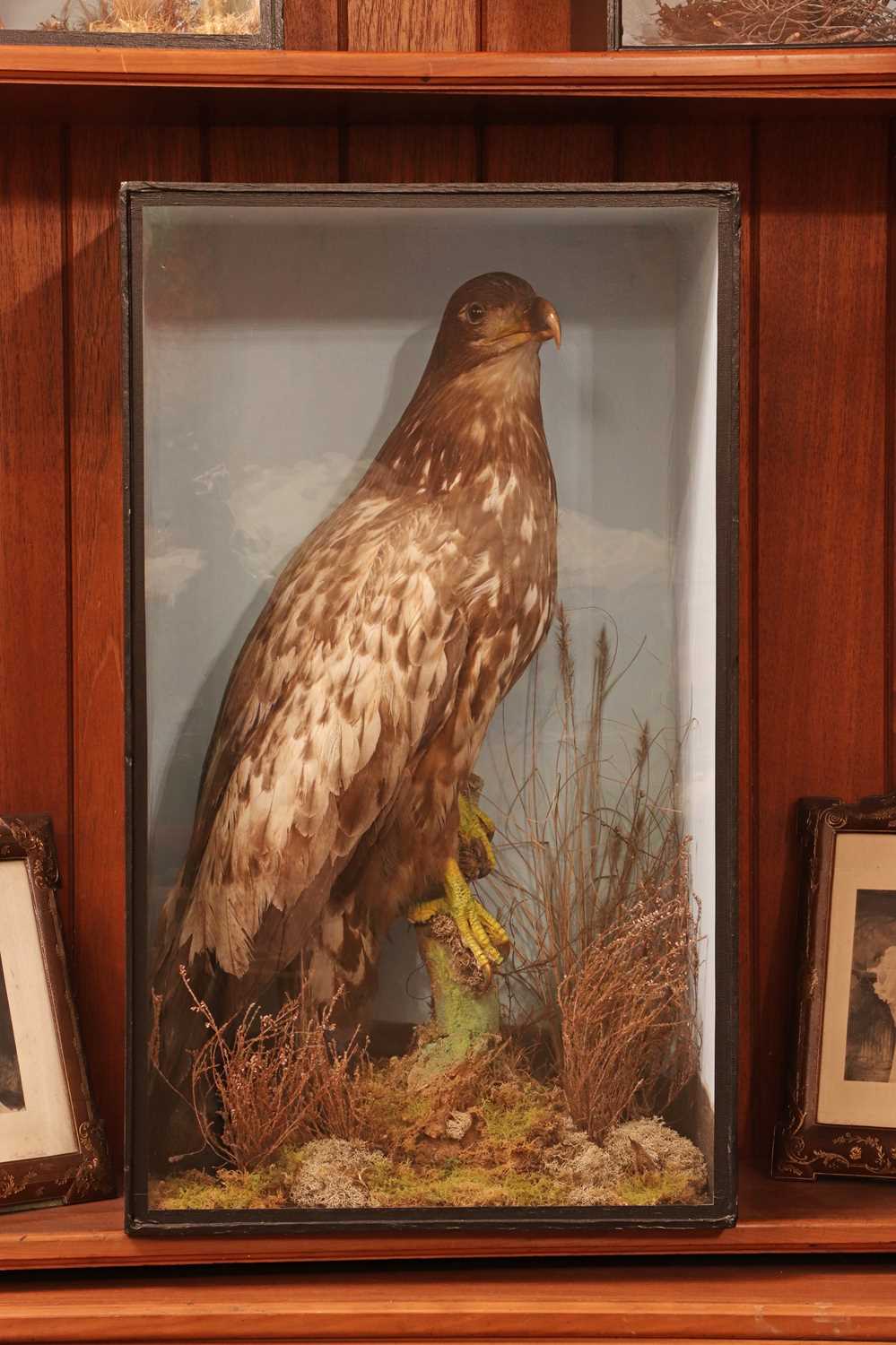 Lot 358 - Taxidermy: spotted eagle (Clanga clanga)