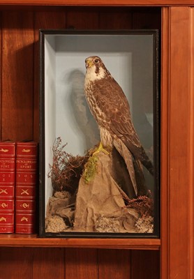 Lot 359 - Taxidermy: peregrine falcon (Falco peregrinus)