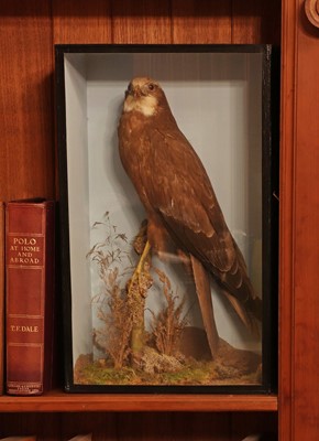 Lot 360 - Taxidermy: Eleonora's falcon (Falco eleonorae)